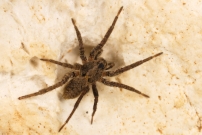Une femelle (Araneae - Lycosidae - Alopecosa albofasciata)